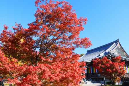 智積院の紅葉2023