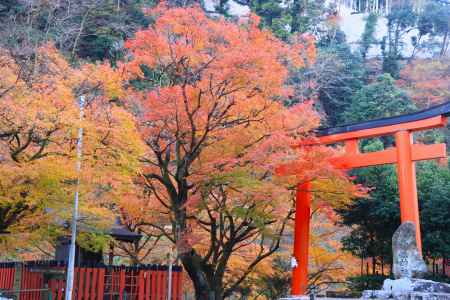 貴船神社の紅葉2023