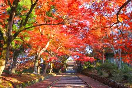 毘沙門堂の紅葉2023