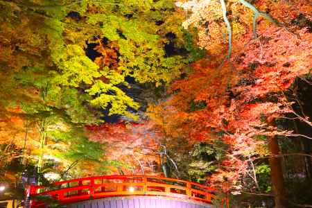 北野天満宮の紅葉ライトアップ2023