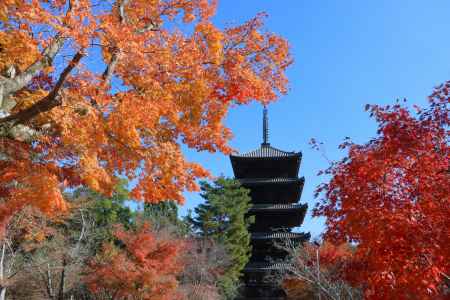 仁和寺の紅葉2023