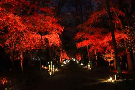 下鴨神社の紅葉ライトアップ