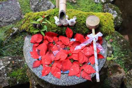 柳谷観音のクリスマス花手水2023