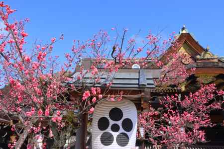 北野天満宮の梅2024