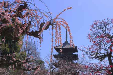 東寺の梅2024