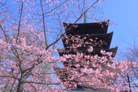 東寺の河津桜2024