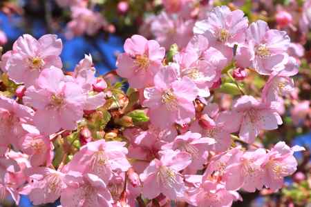 一条戻り橋の河津桜2024