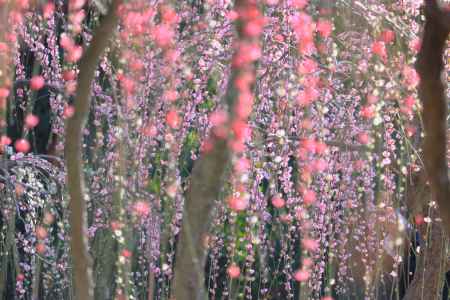 城南宮の梅2024-2