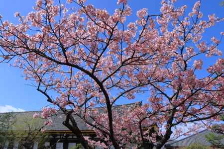 三十三間堂の河津桜2024