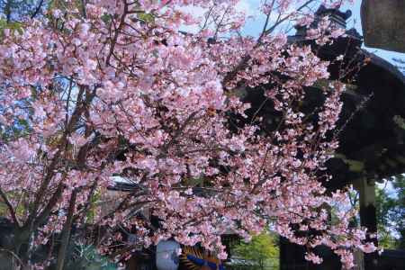豊国神社の蜂須賀桜2024