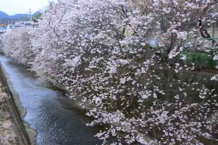 御室川沿いの桜2024