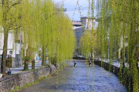 白川沿いの柳