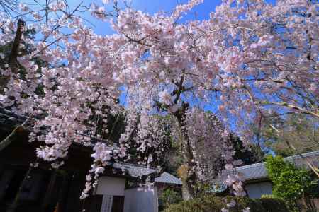 岩屋寺の桜2024