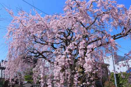 法敬寺の桜2024