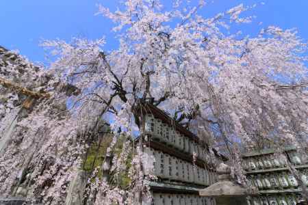 大石神社の桜2024-2