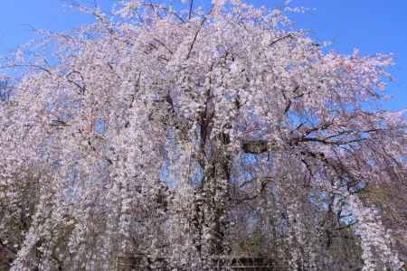 円山公園の桜2024