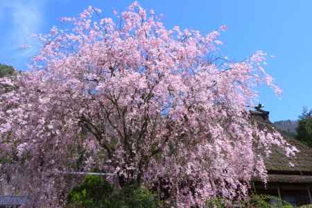 美山のしだれ桜