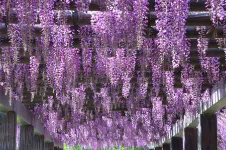 鳥羽水環境保全センターの藤2024