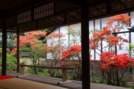 妙心寺大雄院キリシマツツジ2024