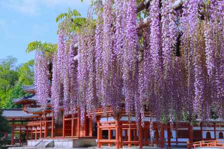 平等院の藤2024
