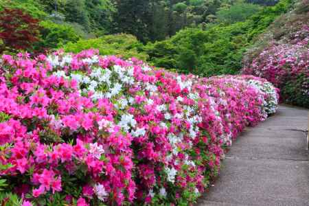 三室戸寺のツツジ2024