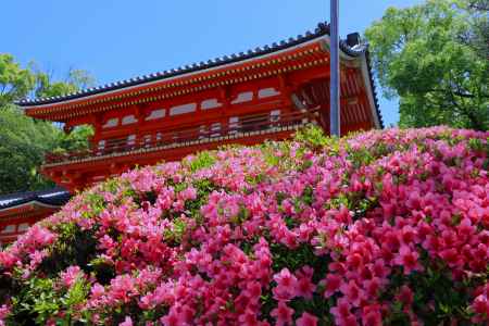 八坂神社のサツキ2024