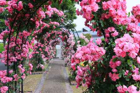 ガレリアかめおかのバラ