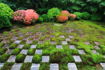 東福寺北庭のサツキ2024