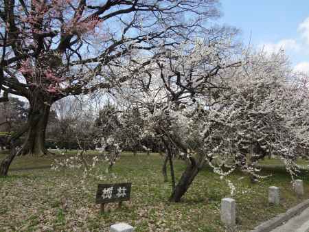 京都御苑 梅林