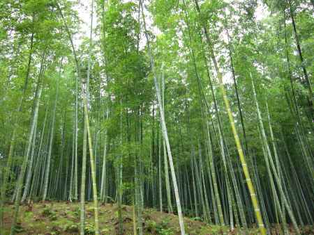 天龍寺裏の竹林