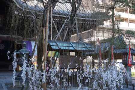 六角堂　柳とおみくじ