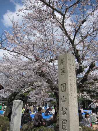 桜の時期の円山公園