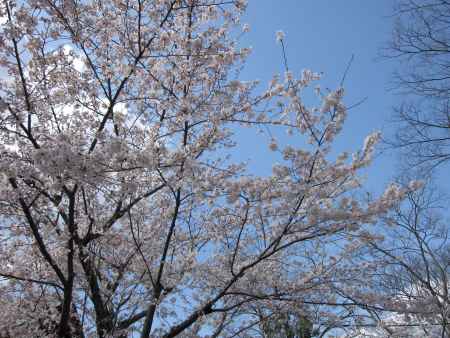 桜と青空