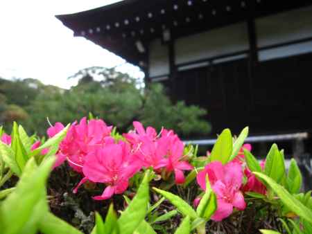 金地院本堂とつつじ