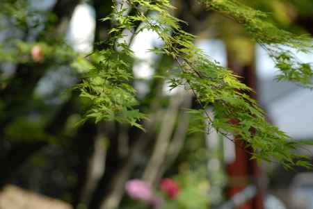 新緑のモミジの葉