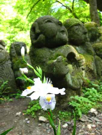 シャガと羅漢さん