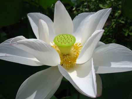 夏の日差しを浴びる真っ白の蓮