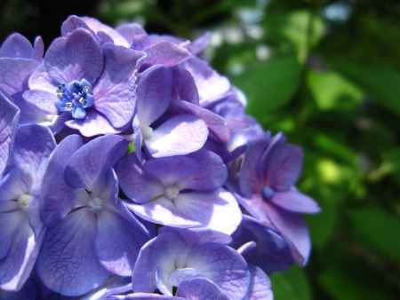 可愛らしい紫陽花の花