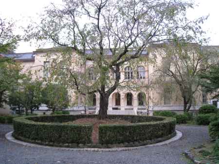 中庭のしだれ桜