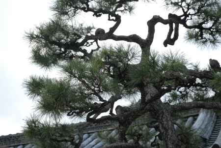 本隆寺　夜泣止の松