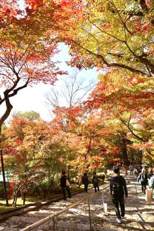 紅葉に覆われた永観堂2022