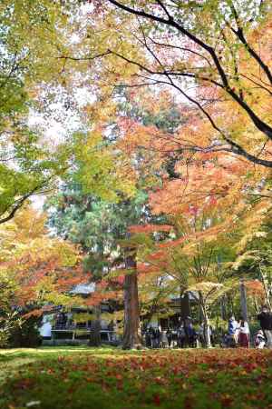 少しだけ散り紅葉　三千院2022