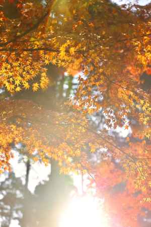 陽光と紅葉　三千院2022