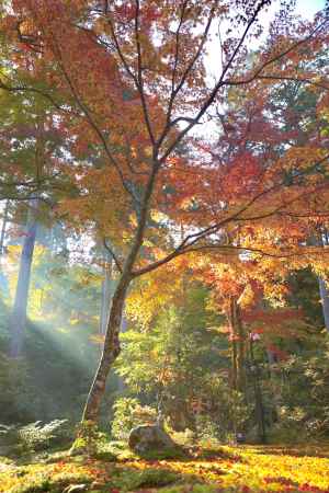 穏やかな陽の光　三千院2022