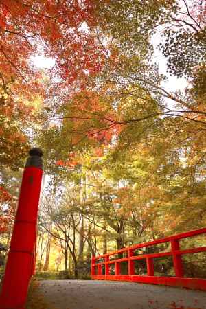 赤橋と赤もみじ　三千院2022