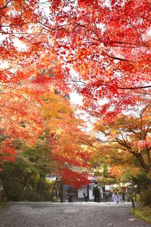 紅一色　三千院2022