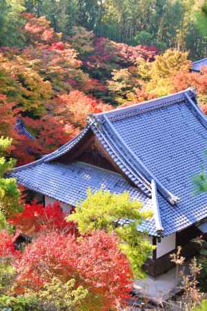 紅葉に包まれた圓光寺　2022