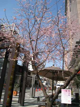 寒さにた咲き誇る　御池桜