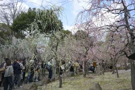 人の波と梅の波