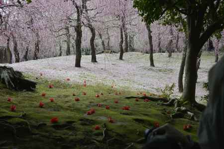 しだれ梅と落ち椿